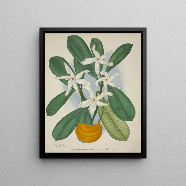 George De Alwis - Mon Jardin a Ceylan Pl006.webp