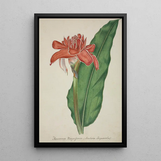 George De Alwis - Mon Jardin a Ceylan Pl008.webp