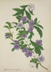 My Garden in Ceylon Pl009 - George De Alwis — artwork view
