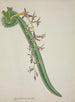 Mon Jardin à Ceylan Pl011 - George De Alwis — artwork view