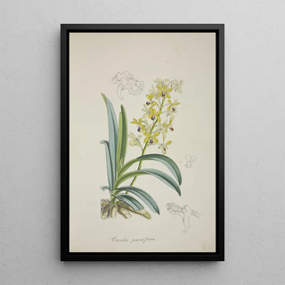 George De Alwis - Mon Jardin a Ceylan Pl012.webp