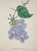 Mon jardin à Ceylan Pl014 - George De Alwis — artwork view