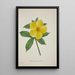 Mon jardin à Ceylan Pl015 - George De Alwis — framed artwork on a wall