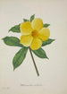 Mon jardin à Ceylan Pl015 - George De Alwis — artwork view