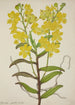 My Garden in Ceylon Pl018 - George De Alwis — artwork view