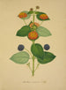 My Garden in Ceylan Pl019 - George De Alwis — artwork view