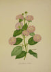 Mon Jardin à Ceylan Pl020 - George De Alwis — artwork view