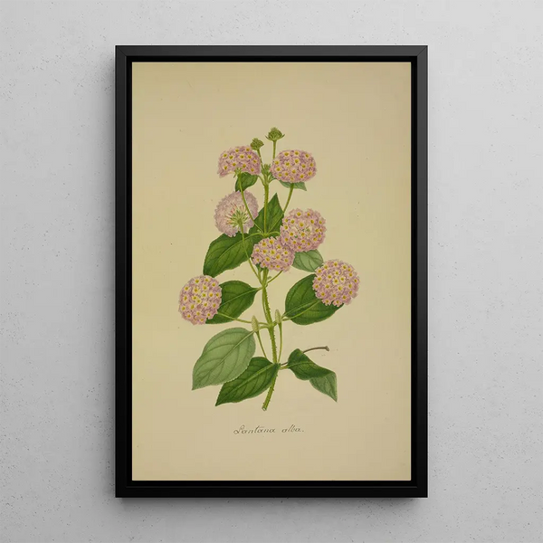 George De Alwis - Mon Jardin a Ceylan Pl020.webp