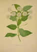 Mon Jardin à Ceylan Pl021 - George De Alwis — artwork view