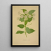 Mon Jardin à Ceylan Pl021 - George De Alwis — framed artwork on a wall