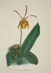 Mon Jardin à Ceylan Pl024 - George De Alwis — artwork view