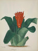 Mon Jardin à Ceylan Pl025 - George De Alwis — artwork view