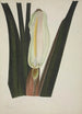 My Garden in Ceylan Pl026 - George De Alwis — artwork view