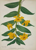 Mon Jardin à Ceylan Pl027 - George De Alwis — artwork view