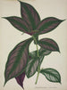 Mon Jardin à Ceylan Pl028 - George De Alwis — artwork view