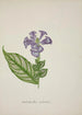My Garden in Ceylon Pl029 - George De Alwis — artwork view