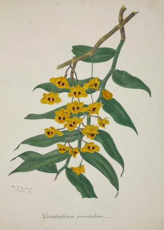 George De Alwis - Mon Jardin a Ceylan Pl030.webp