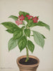 My Garden in Ceylan Pl031 - George De Alwis — artwork view