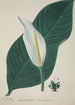 Mon Jardin à Ceylan Pl034 - George De Alwis — artwork view