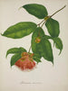 My Garden in Ceylon Pl035 - George De Alwis — artwork view