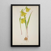 My Garden in Ceylon Pl036 - George De Alwis — framed artwork on a wall