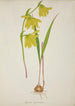 My Garden in Ceylon Pl036 - George De Alwis — artwork view