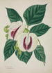 Mon Jardin à Ceylan Pl038 - George De Alwis — artwork view