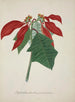 Mon Jardin à Ceylan Pl039 - George De Alwis — artwork view