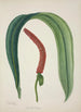 Mon Jardin à Ceylan Pl041 - George De Alwis — artwork view