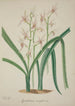 Mon Jardin à Ceylan Pl042 - George De Alwis — artwork view