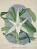 Mon Jardin à Ceylan Pl046 - George De Alwis — artwork view