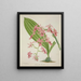 My Garden in Ceylon Pl047 - George De Alwis — framed artwork on a wall
