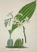 My Garden in Ceylon Pl048 - George De Alwis — artwork view
