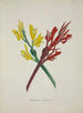 My Garden in Ceylon Pl049 - George De Alwis — artwork view