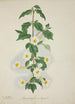 Mon Jardin à Ceylan Pl055 - George De Alwis — artwork view