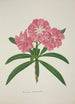 Mon Jardin à Ceylan Pl057 - George De Alwis — artwork view