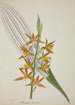 My Garden in Ceylon Pl058 - George De Alwis — artwork view