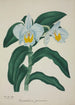 Mon Jardin à Ceylan Pl060 - George De Alwis — artwork view