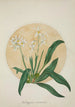Mon Jardin à Ceylan Pl062 - George De Alwis — artwork view