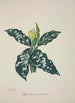 Mon Jardin à Ceylan Pl063 - George De Alwis — artwork view