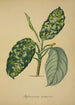 Mon Jardin à Ceylan Pl064 - George De Alwis — artwork view