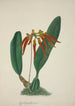 Mon Jardin à Ceylan Pl065 - George De Alwis — artwork view