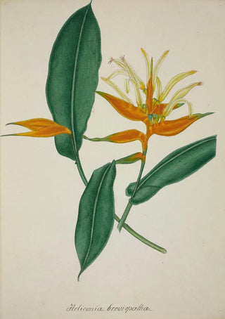 George De Alwis - Mon Jardin a Ceylan Pl068.webp