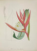 My Garden in Ceylon Pl069 - George De Alwis — artwork view