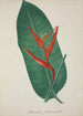 Mon Jardin à Ceylan Pl070 - George De Alwis — artwork view