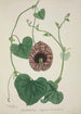 Mon Jardin à Ceylan Pl071 - George De Alwis — artwork view