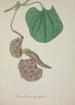 Mon Jardin à Ceylan Pl072 - George De Alwis — artwork view