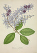 Mon Jardin à Ceylan Pl077 - George De Alwis — artwork view