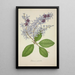 Mon Jardin à Ceylan Pl077 - George De Alwis — framed artwork on a wall