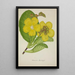 My Garden in Ceylon Pl078 - George De Alwis — framed artwork on a wall
